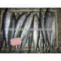 fresh frozen spanish mackerel